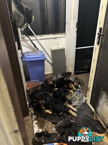 4 pure bred kelpie pups