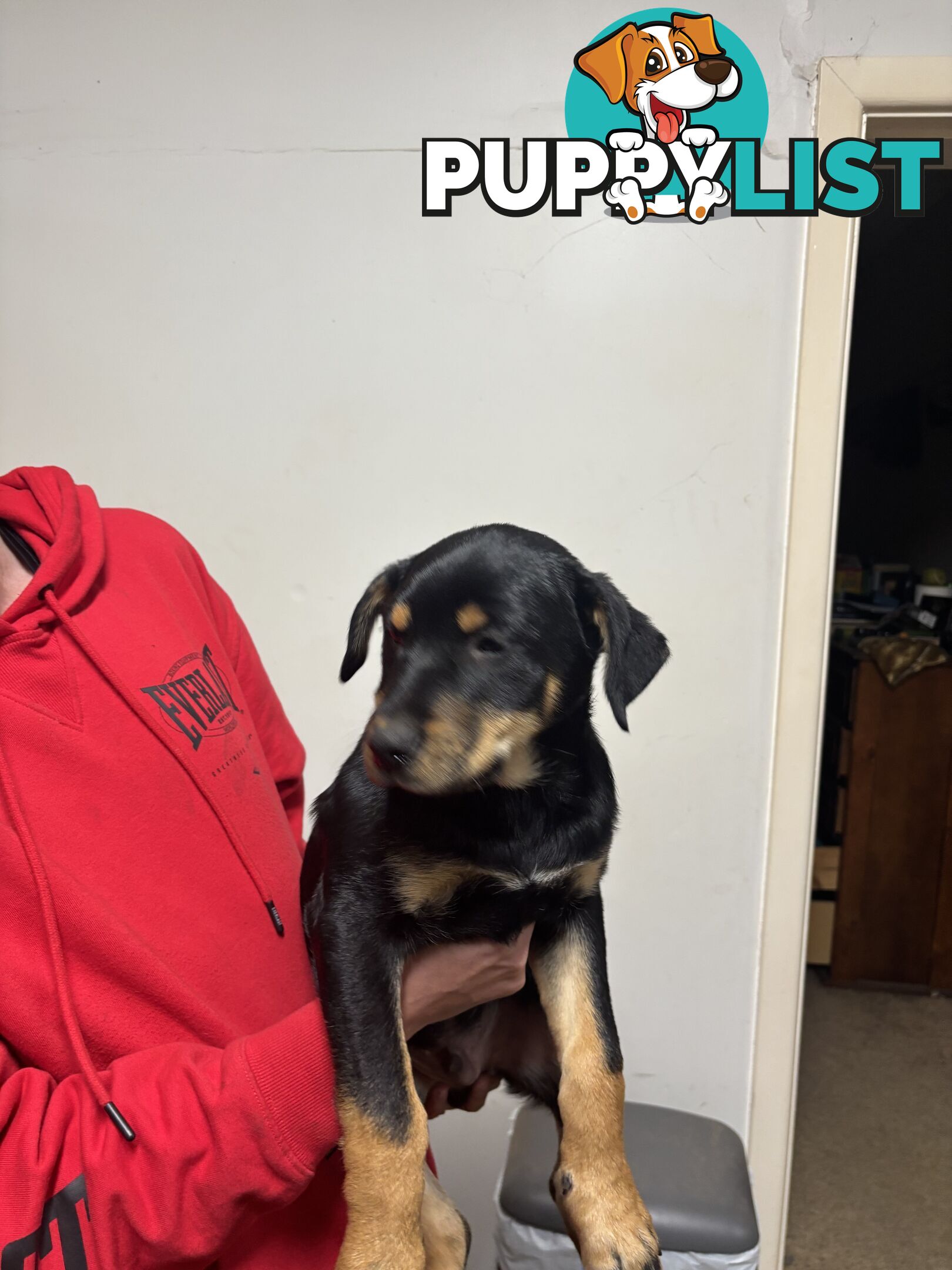 4 pure bred kelpie pups