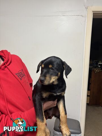4 pure bred kelpie pups