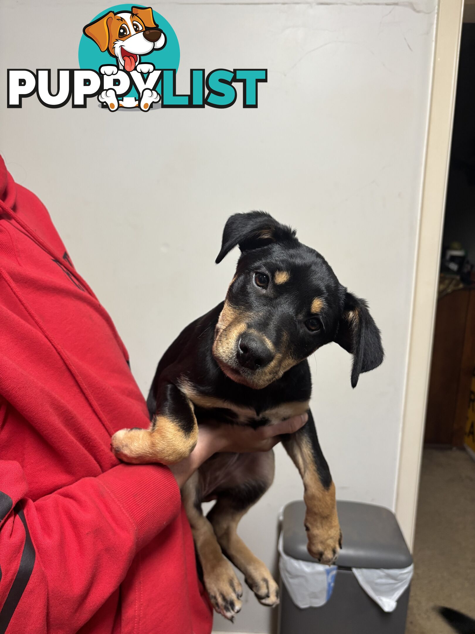 4 pure bred kelpie pups