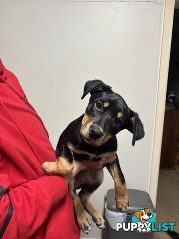 4 pure bred kelpie pups
