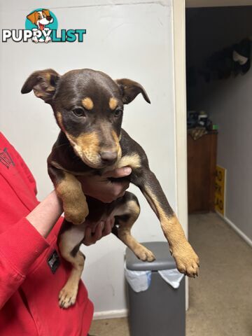4 pure bred kelpie pups