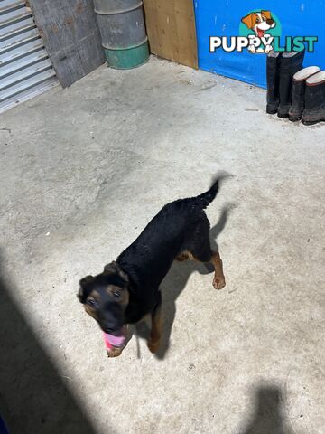 Kelpie x Border Collie