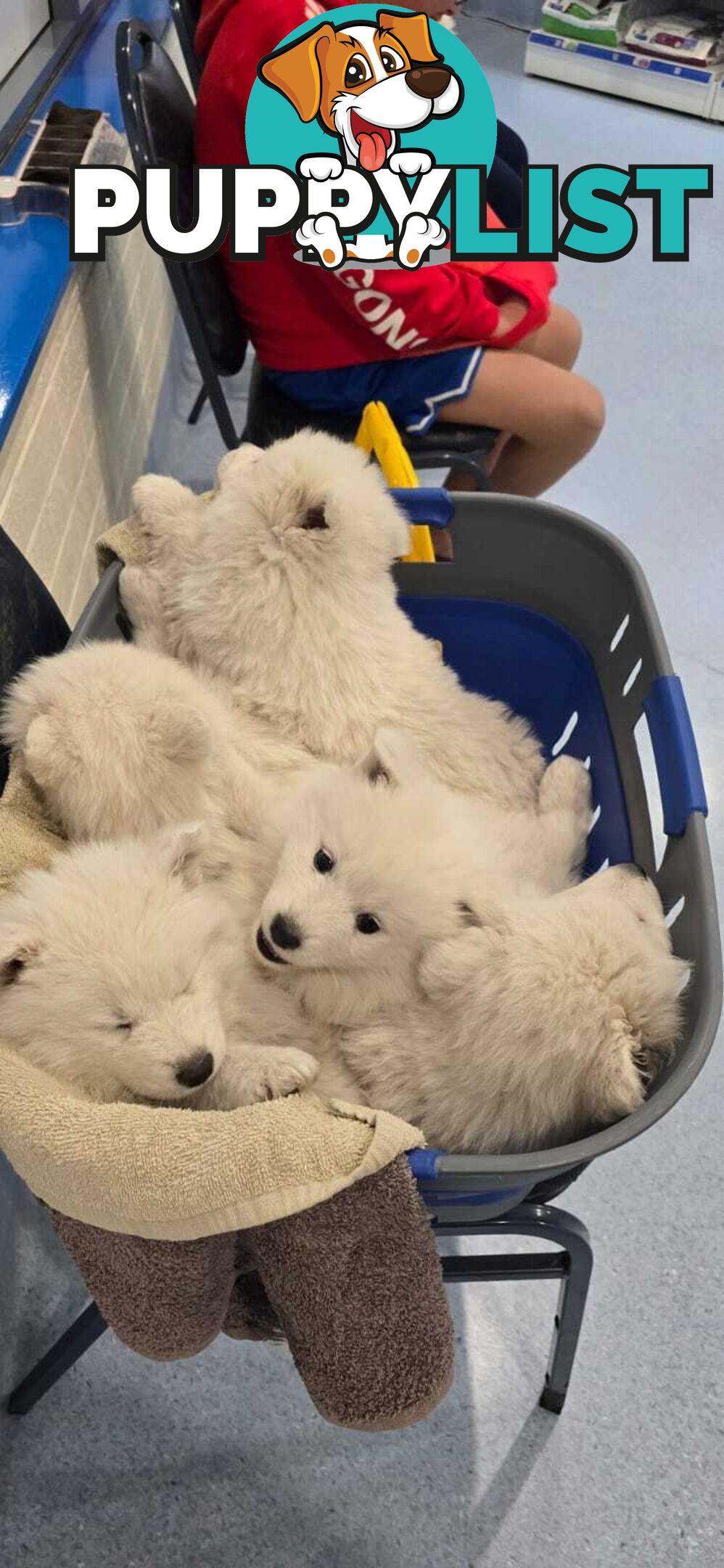 Gorgeous Samoyed purebred Puppies