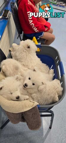 Gorgeous Samoyed purebred Puppies