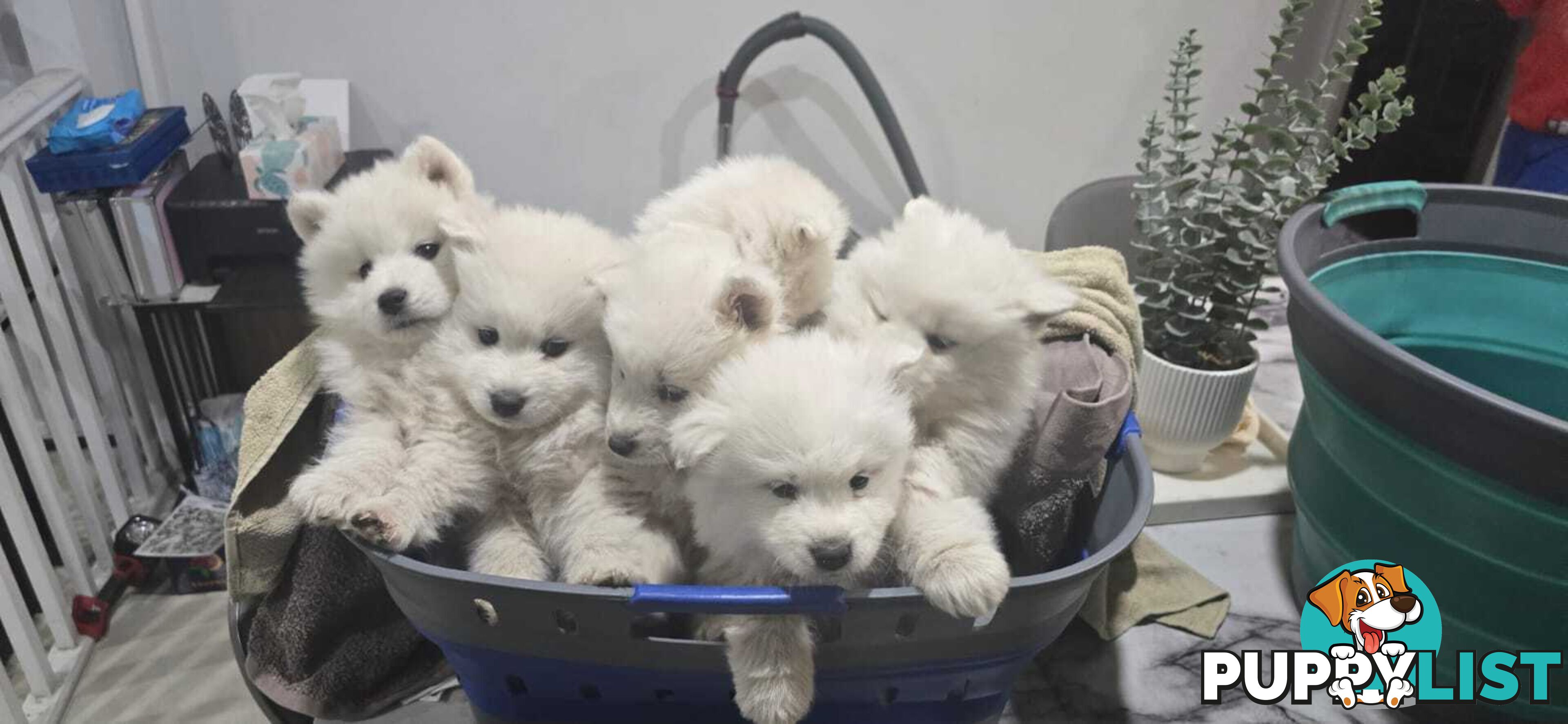 Gorgeous Samoyed purebred Puppies