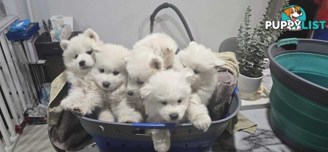 Gorgeous Samoyed purebred Puppies