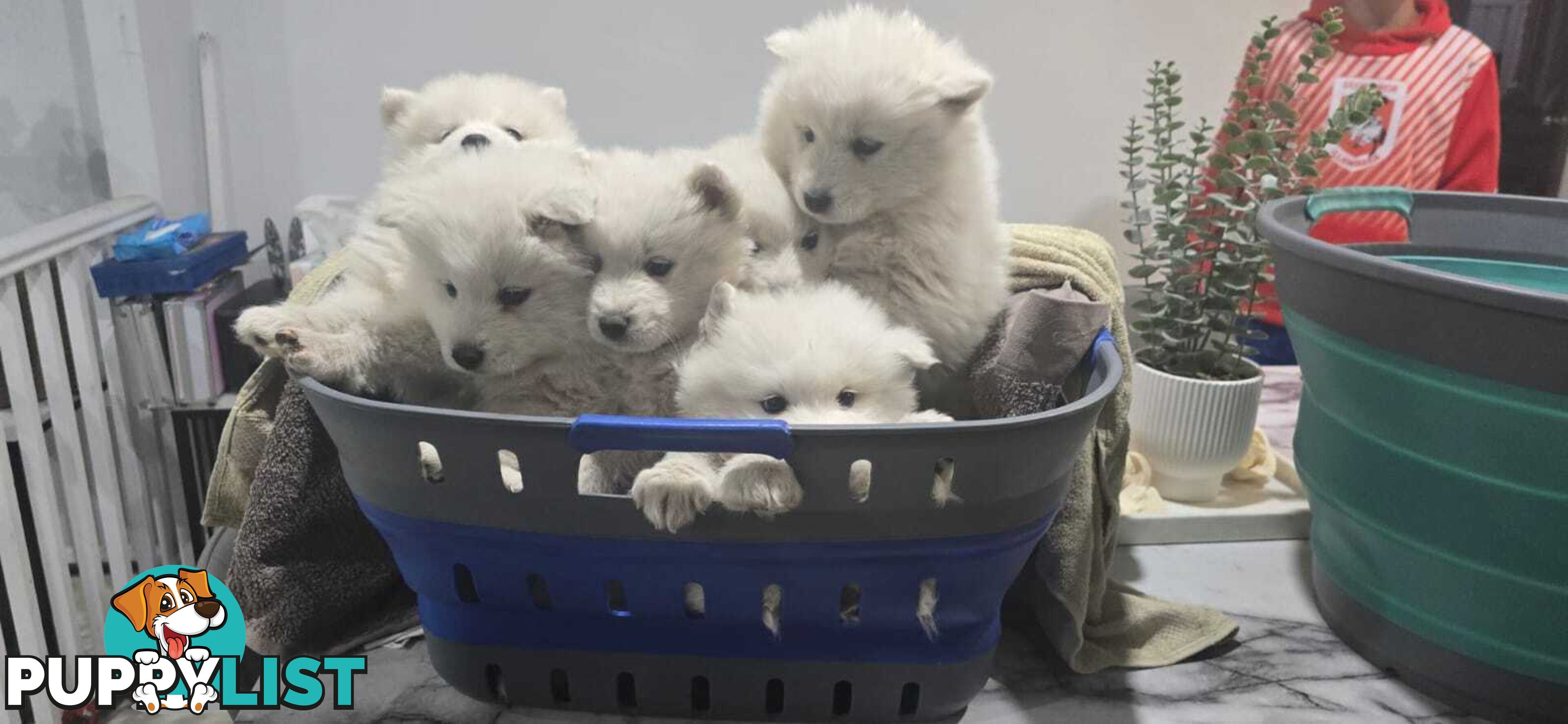 Gorgeous Samoyed purebred Puppies