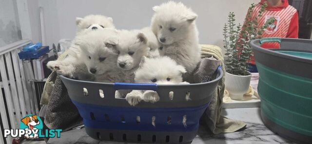 Gorgeous Samoyed purebred Puppies
