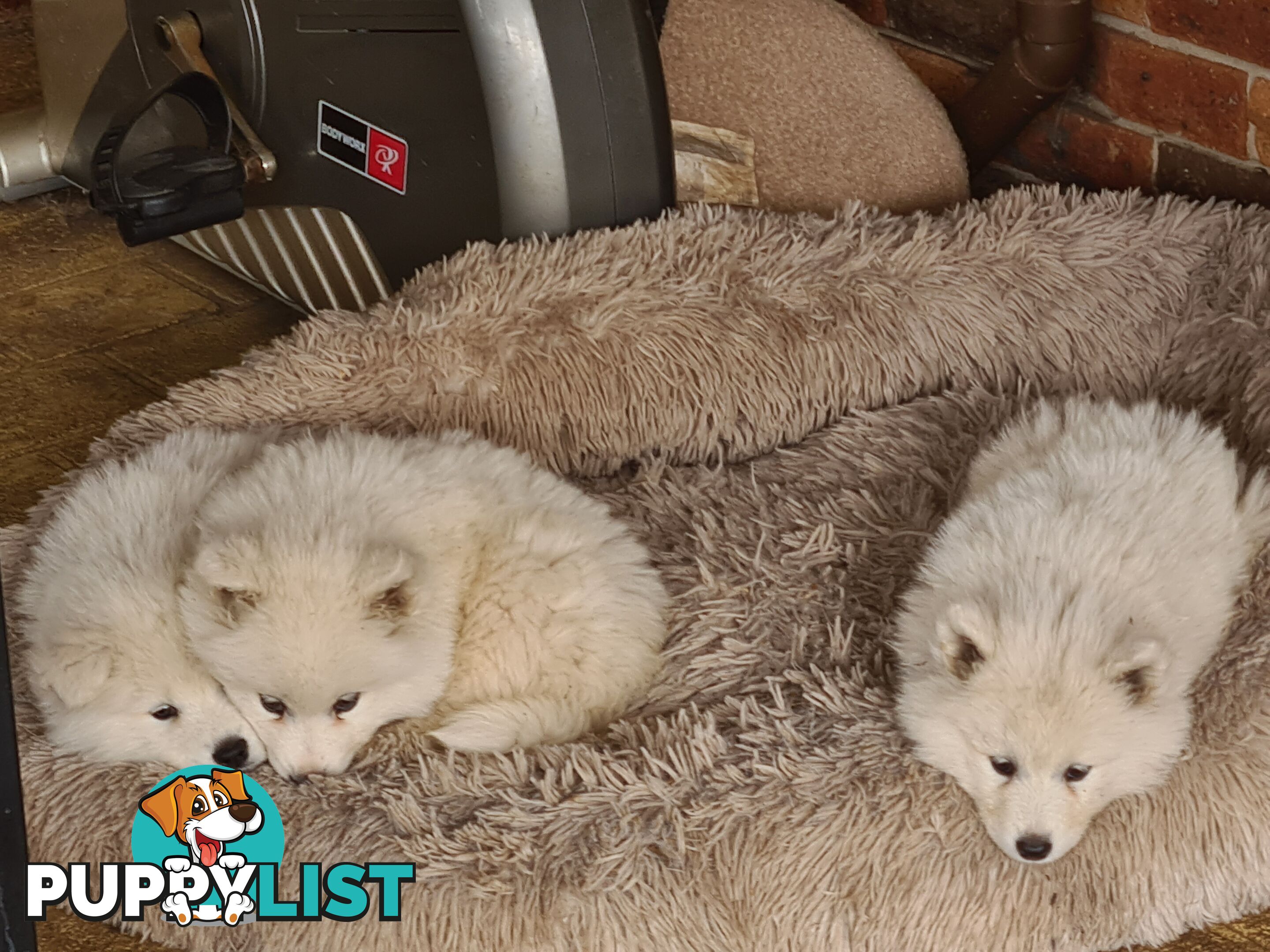 Gorgeous Samoyed purebred Puppies