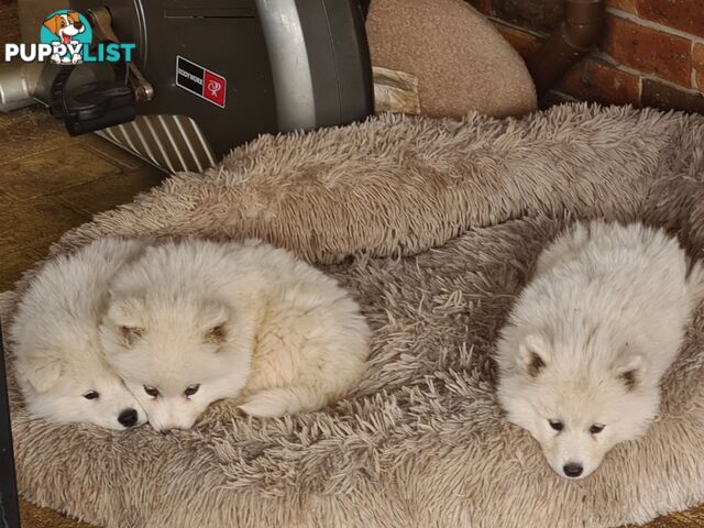 Gorgeous Samoyed purebred Puppies