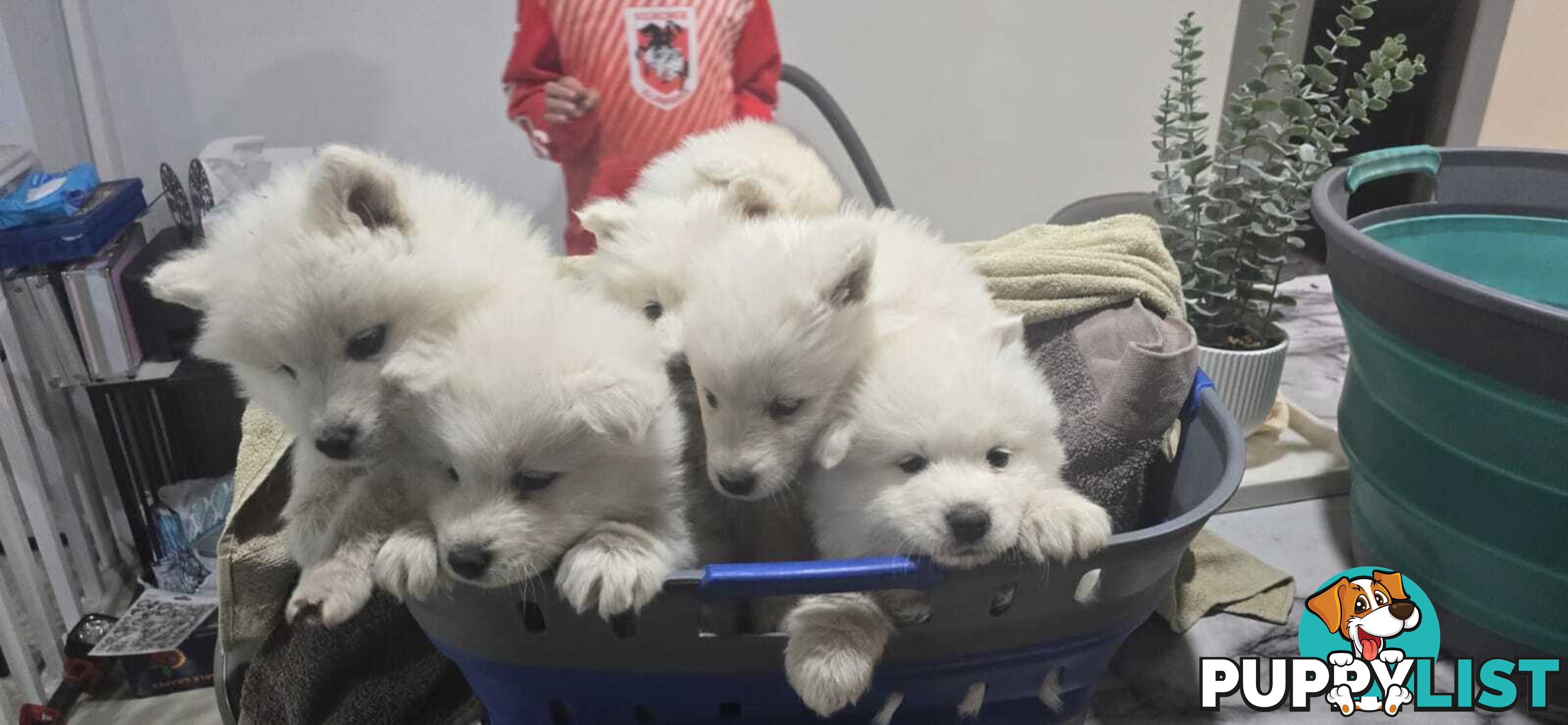 Gorgeous Samoyed purebred Puppies