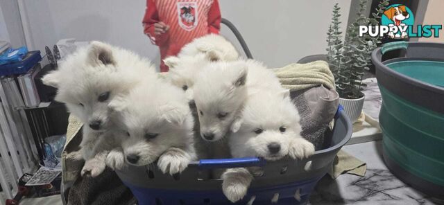 Gorgeous Samoyed purebred Puppies