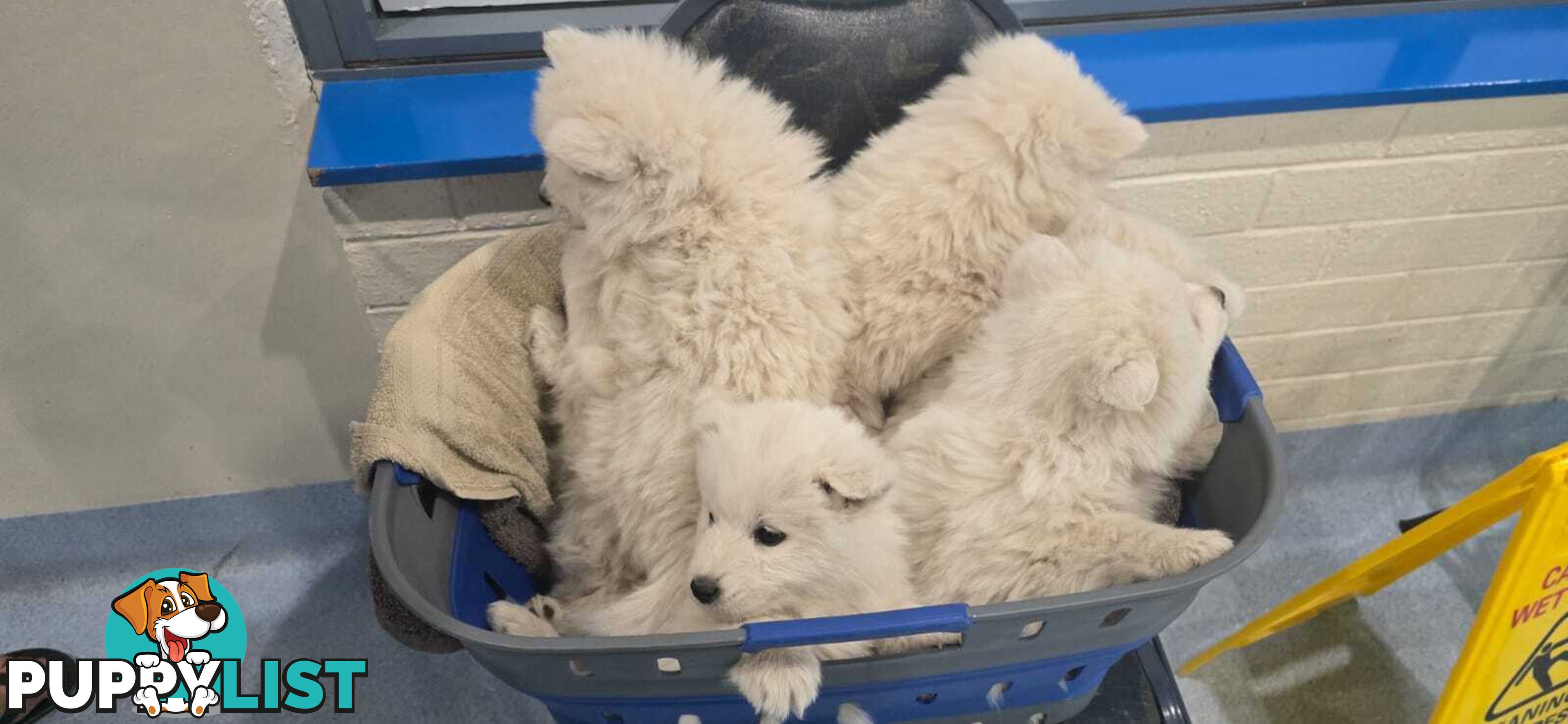 Gorgeous Samoyed purebred Puppies