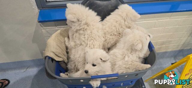 Gorgeous Samoyed purebred Puppies