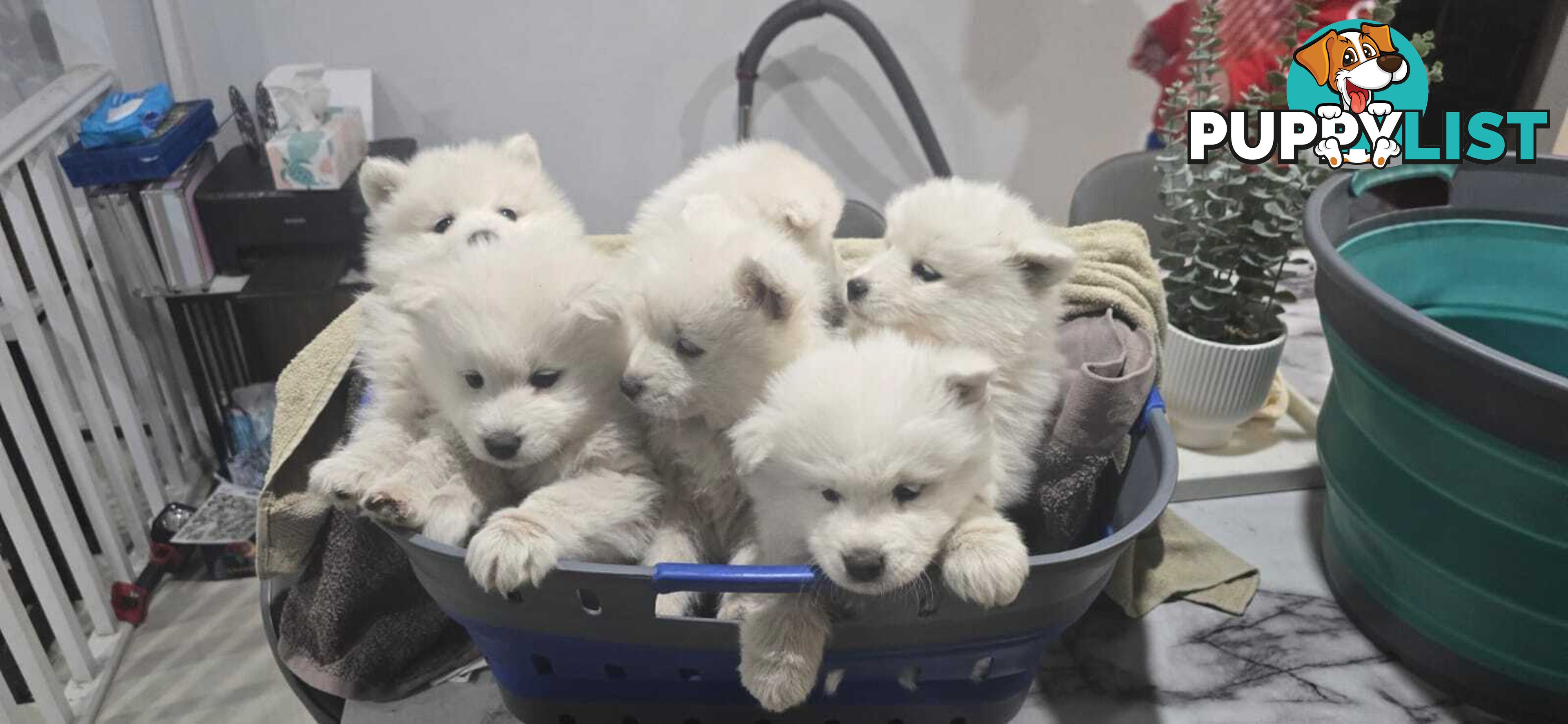 Gorgeous Samoyed purebred Puppies