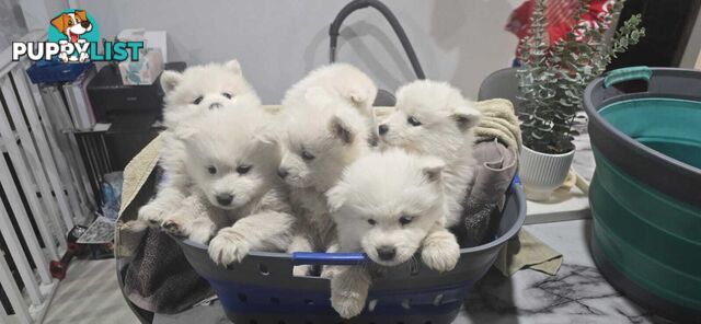 Gorgeous Samoyed purebred Puppies