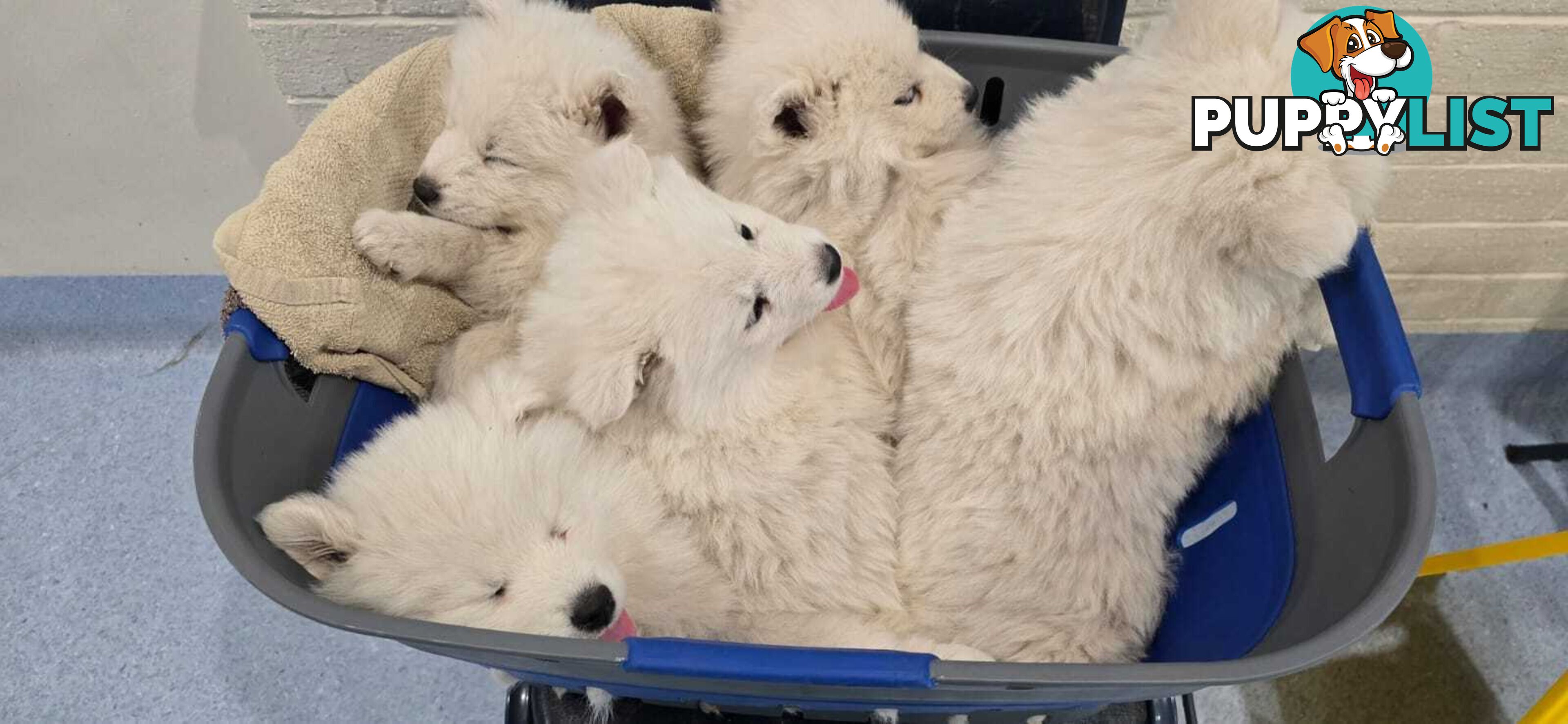 Gorgeous Samoyed purebred Puppies