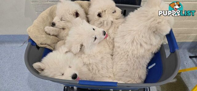 Gorgeous Samoyed purebred Puppies