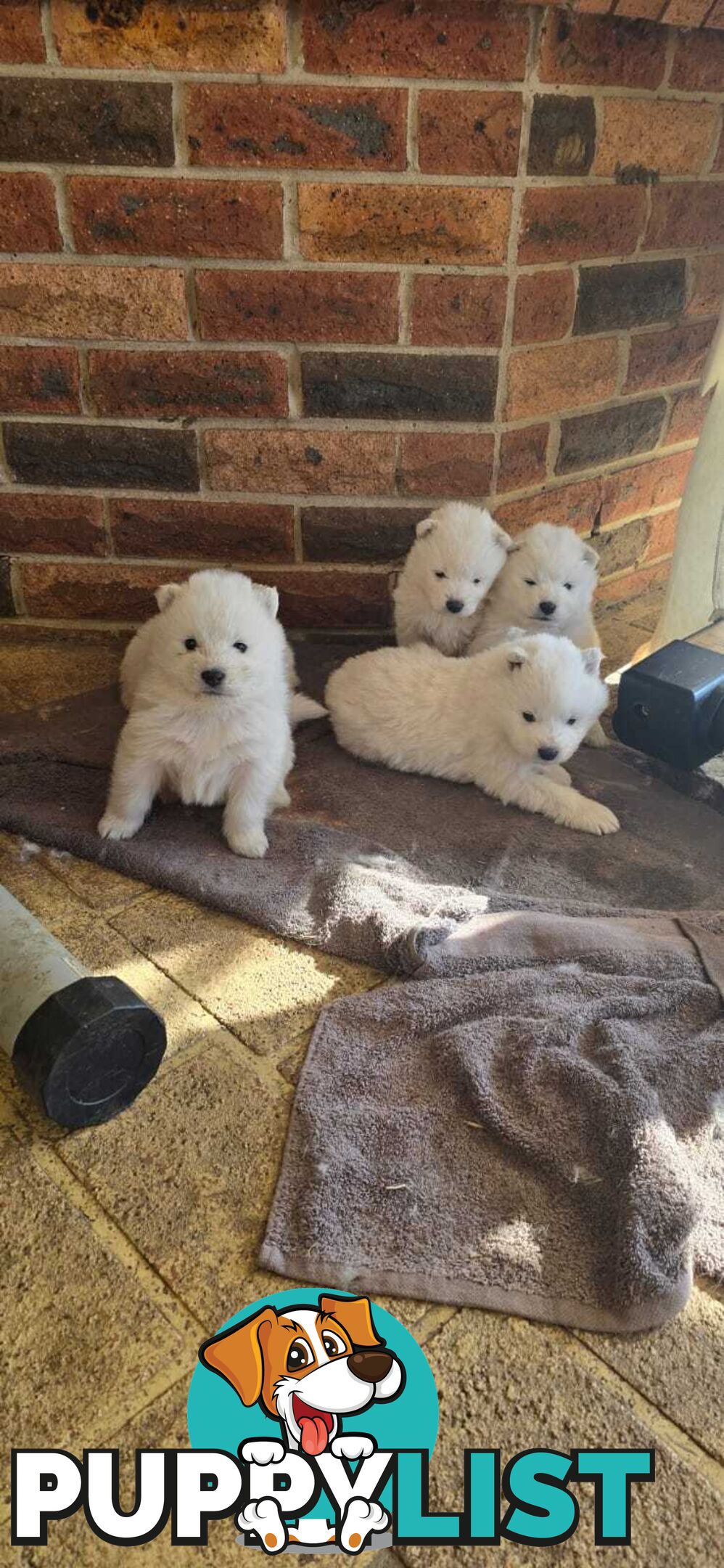 Gorgeous Samoyed purebred Puppies