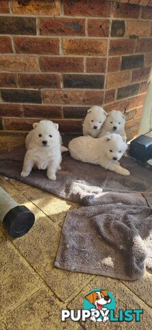Gorgeous Samoyed purebred Puppies