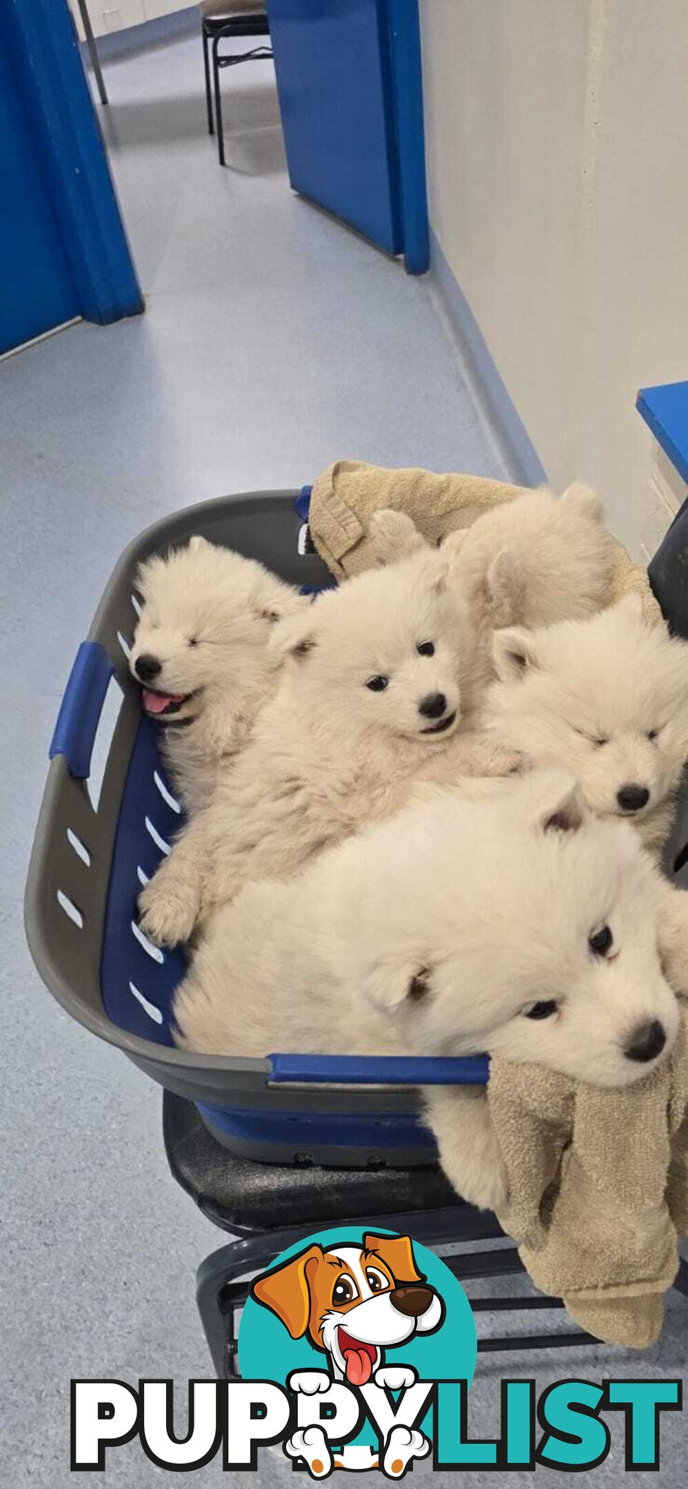 Gorgeous Samoyed purebred Puppies