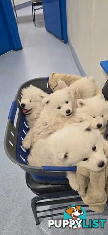 Gorgeous Samoyed purebred Puppies