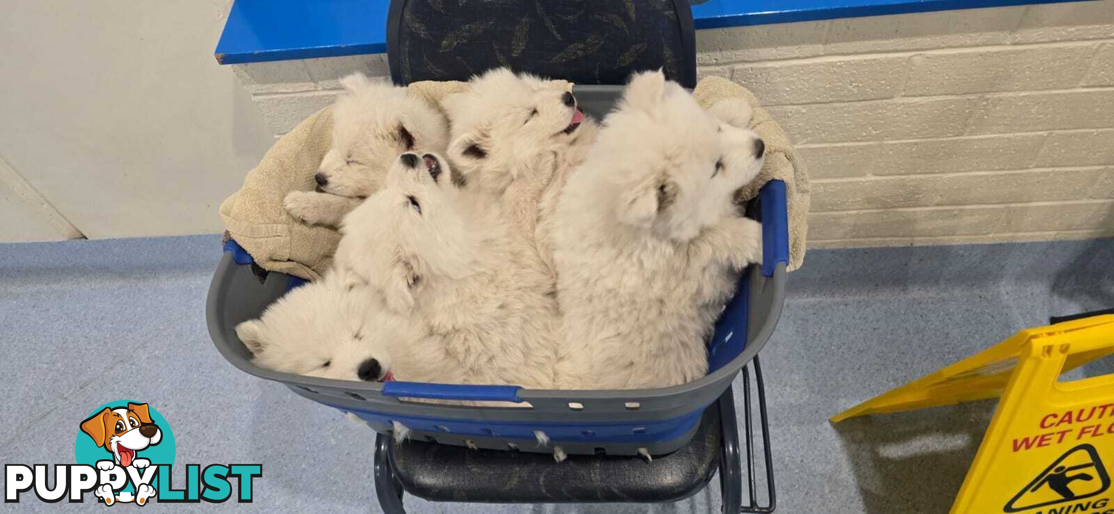 Gorgeous Samoyed purebred Puppies