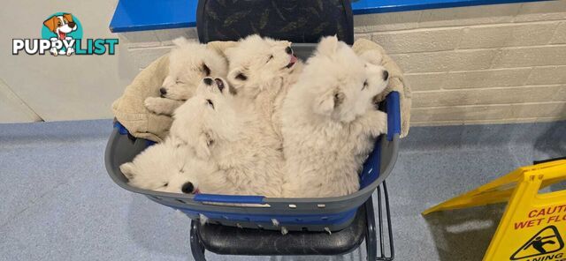 Gorgeous Samoyed purebred Puppies
