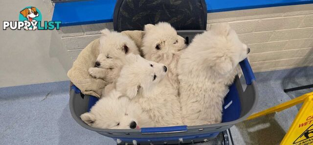 Gorgeous Samoyed purebred Puppies