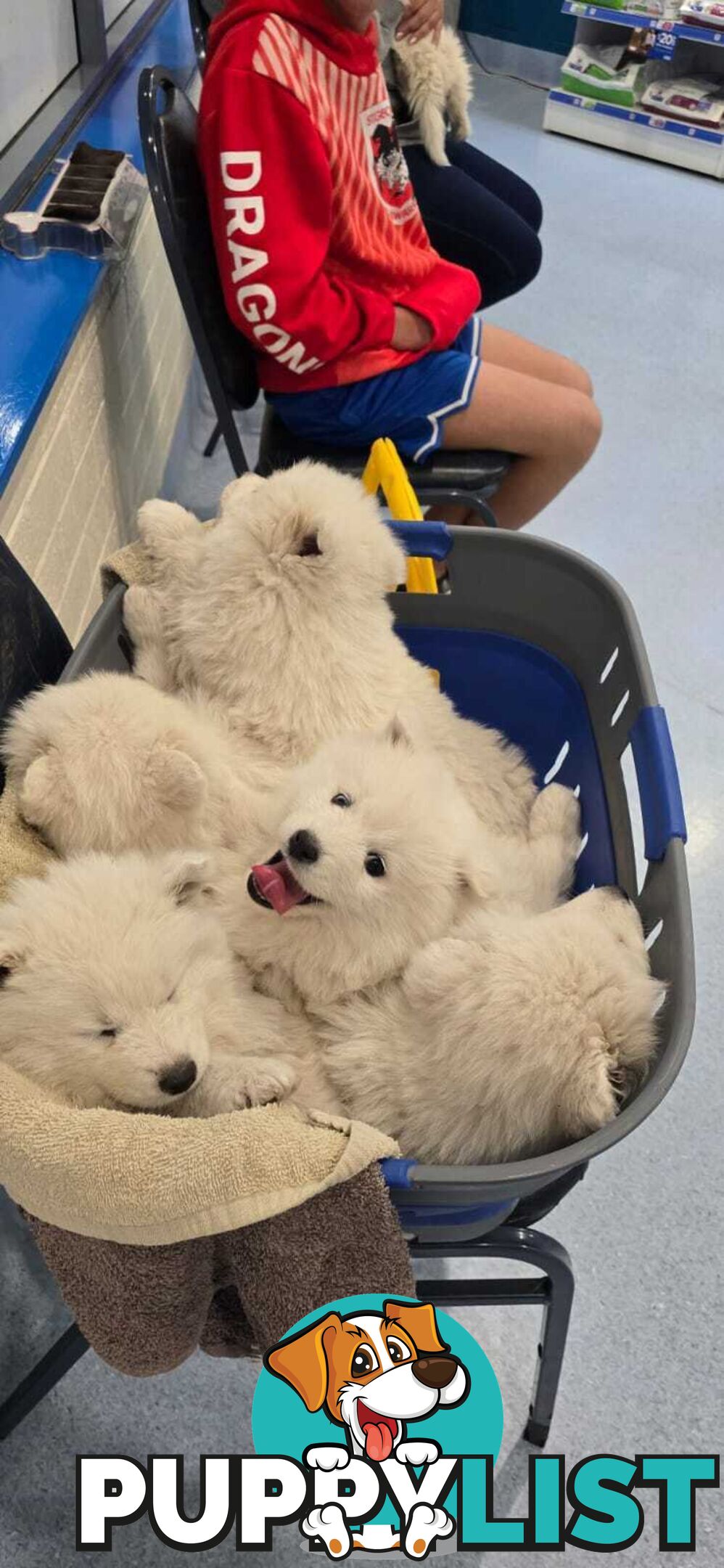 Gorgeous Samoyed purebred Puppies