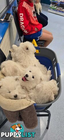 Gorgeous Samoyed purebred Puppies