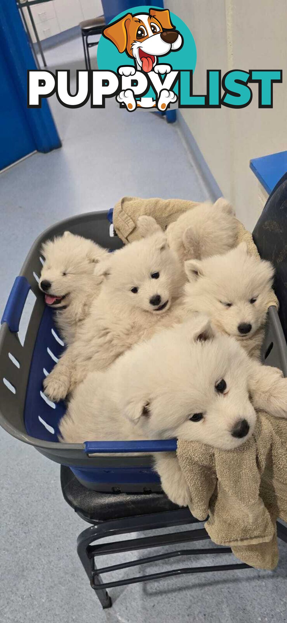 Gorgeous Samoyed purebred Puppies