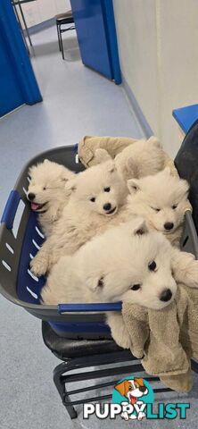Gorgeous Samoyed purebred Puppies