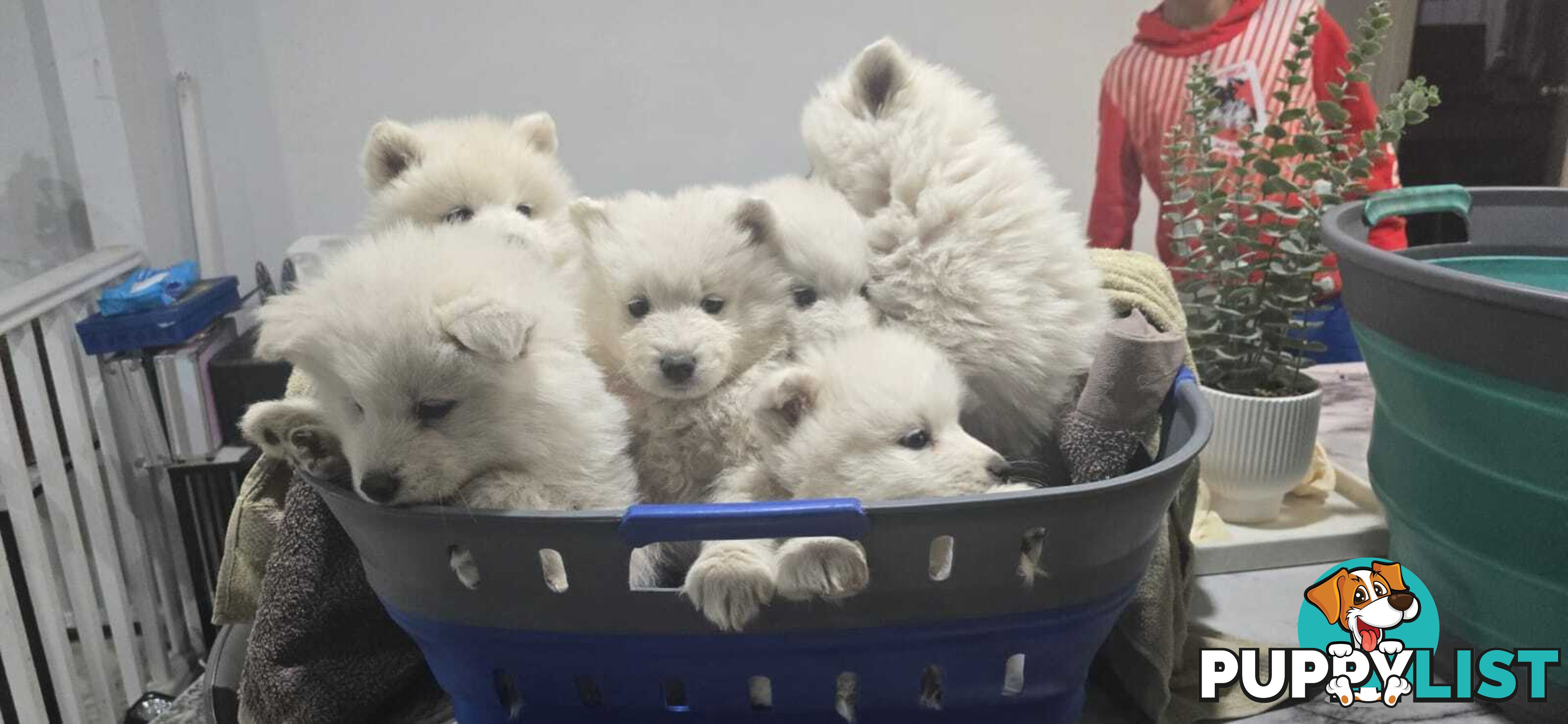Gorgeous Samoyed purebred Puppies