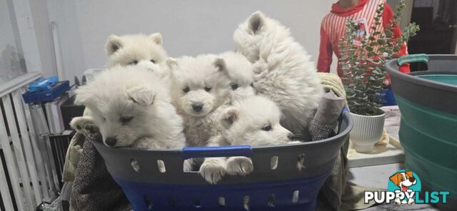 Gorgeous Samoyed purebred Puppies