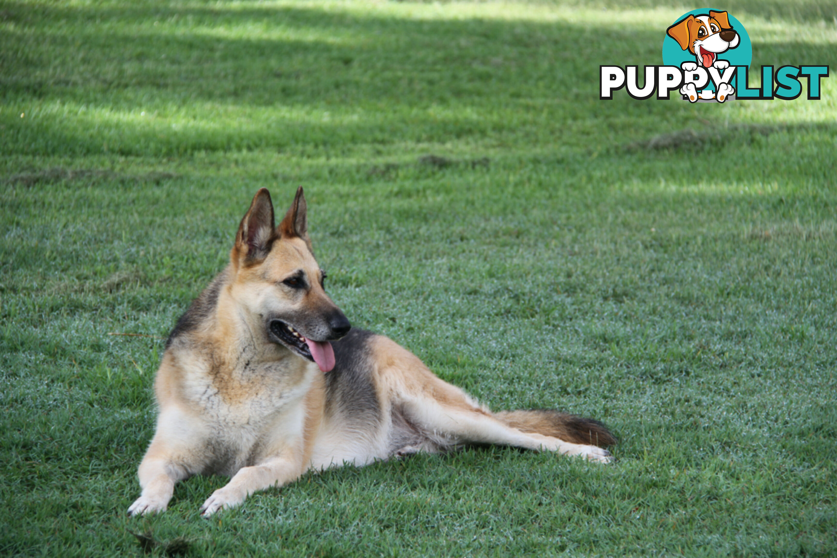 GERMAN SHEPHERD ADULT DESEXED FEMALE LOOKING FOR LOVING HOME