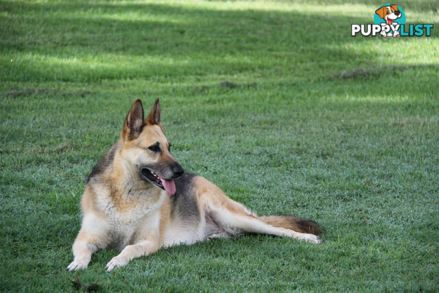 GERMAN SHEPHERD ADULT DESEXED FEMALE LOOKING FOR LOVING HOME