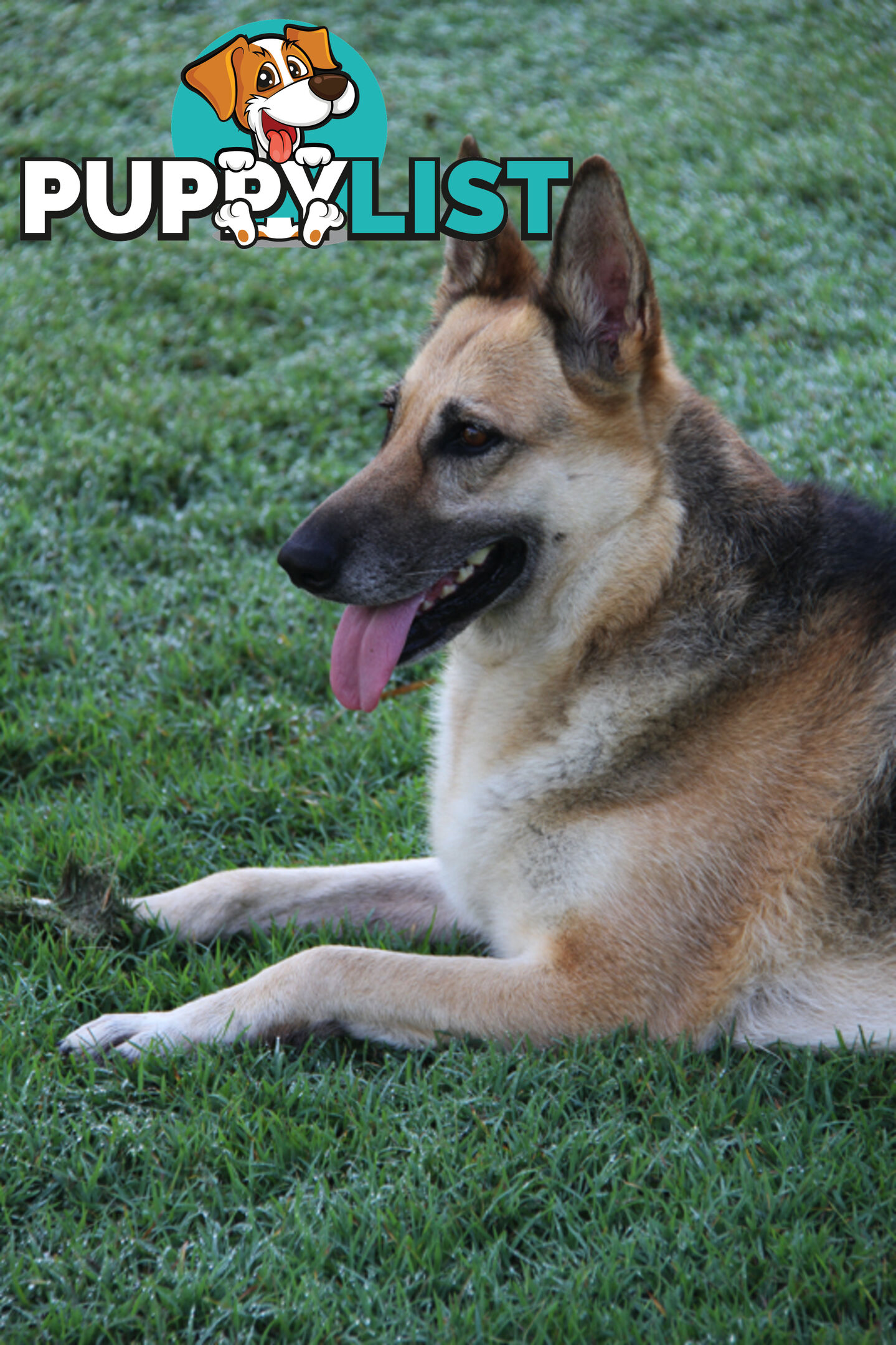 GERMAN SHEPHERD ADULT DESEXED FEMALE LOOKING FOR LOVING HOME