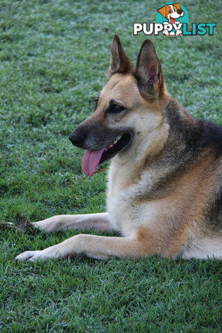 GERMAN SHEPHERD ADULT DESEXED FEMALE LOOKING FOR LOVING HOME