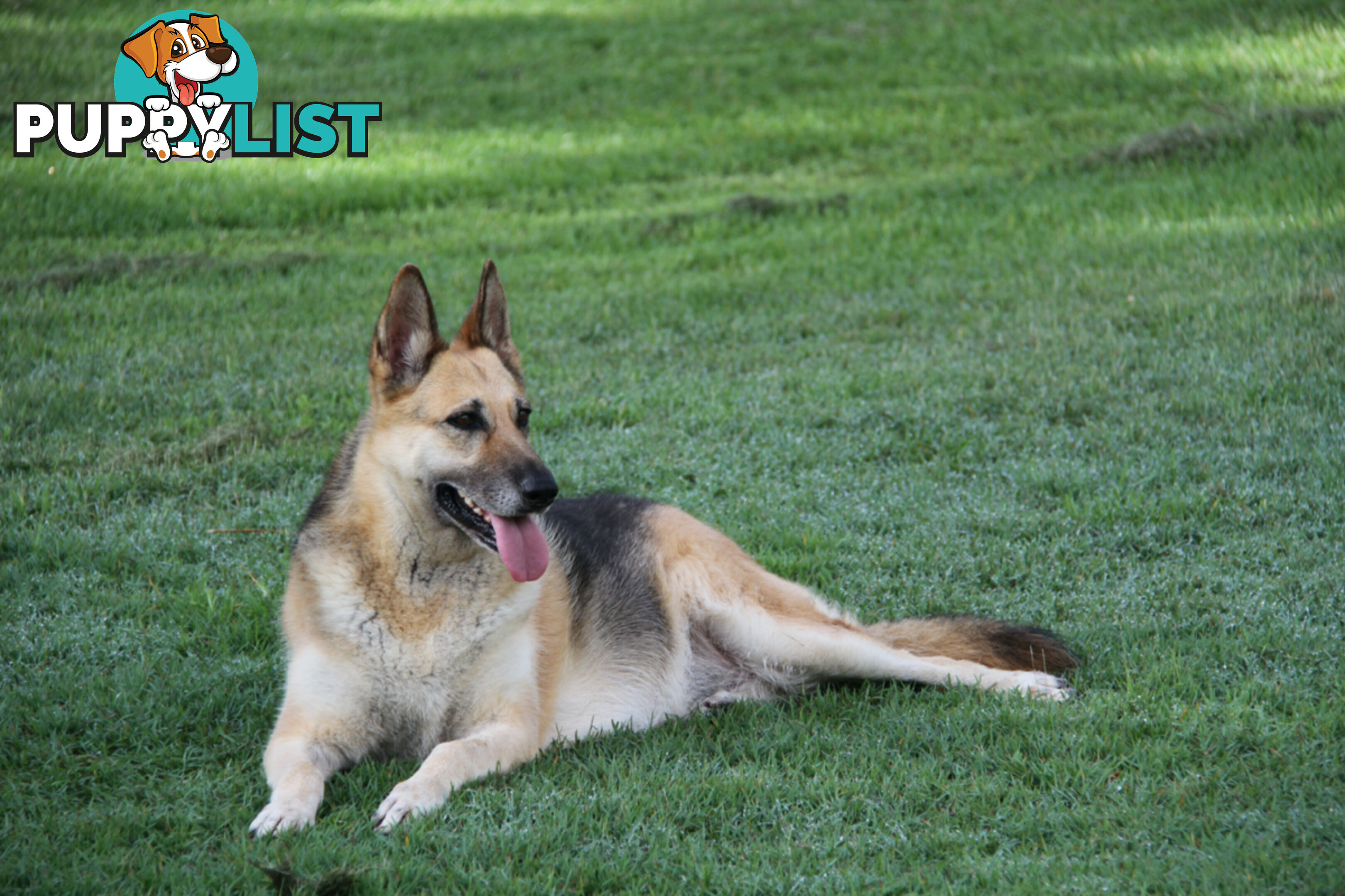 GERMAN SHEPHERD ADULT DESEXED FEMALE LOOKING FOR LOVING HOME