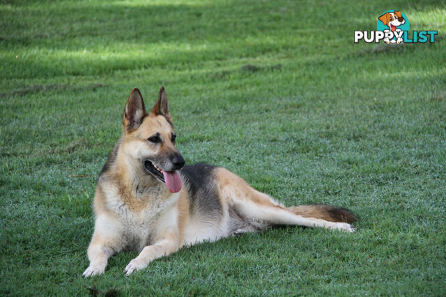 GERMAN SHEPHERD ADULT DESEXED FEMALE LOOKING FOR LOVING HOME