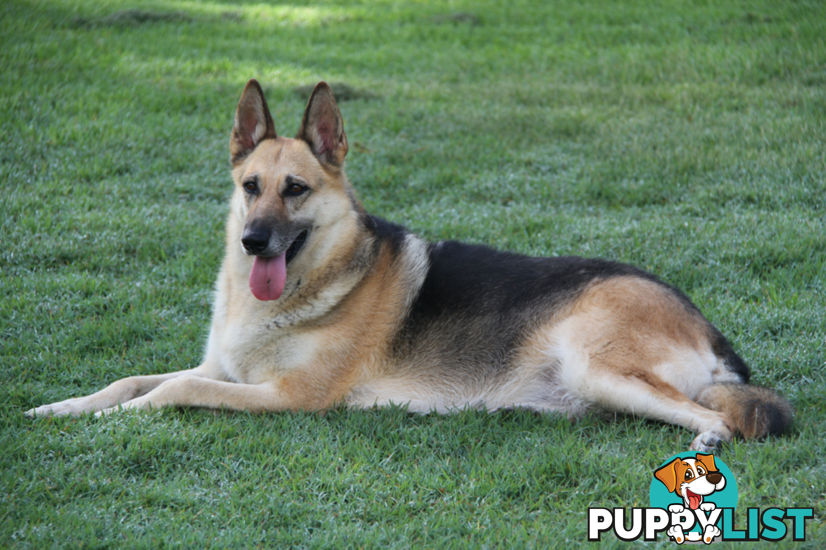 GERMAN SHEPHERD ADULT DESEXED FEMALE LOOKING FOR LOVING HOME