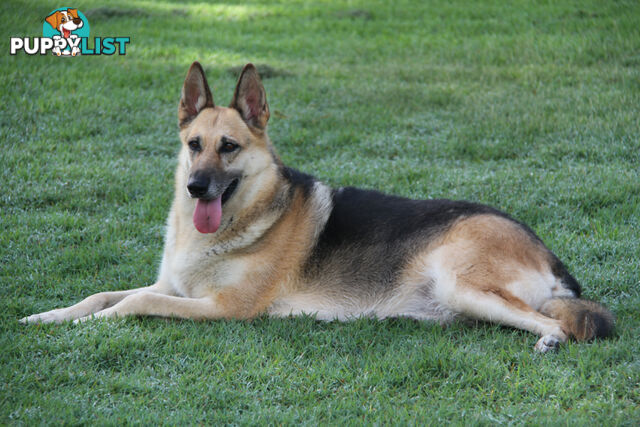 GERMAN SHEPHERD ADULT DESEXED FEMALE LOOKING FOR LOVING HOME