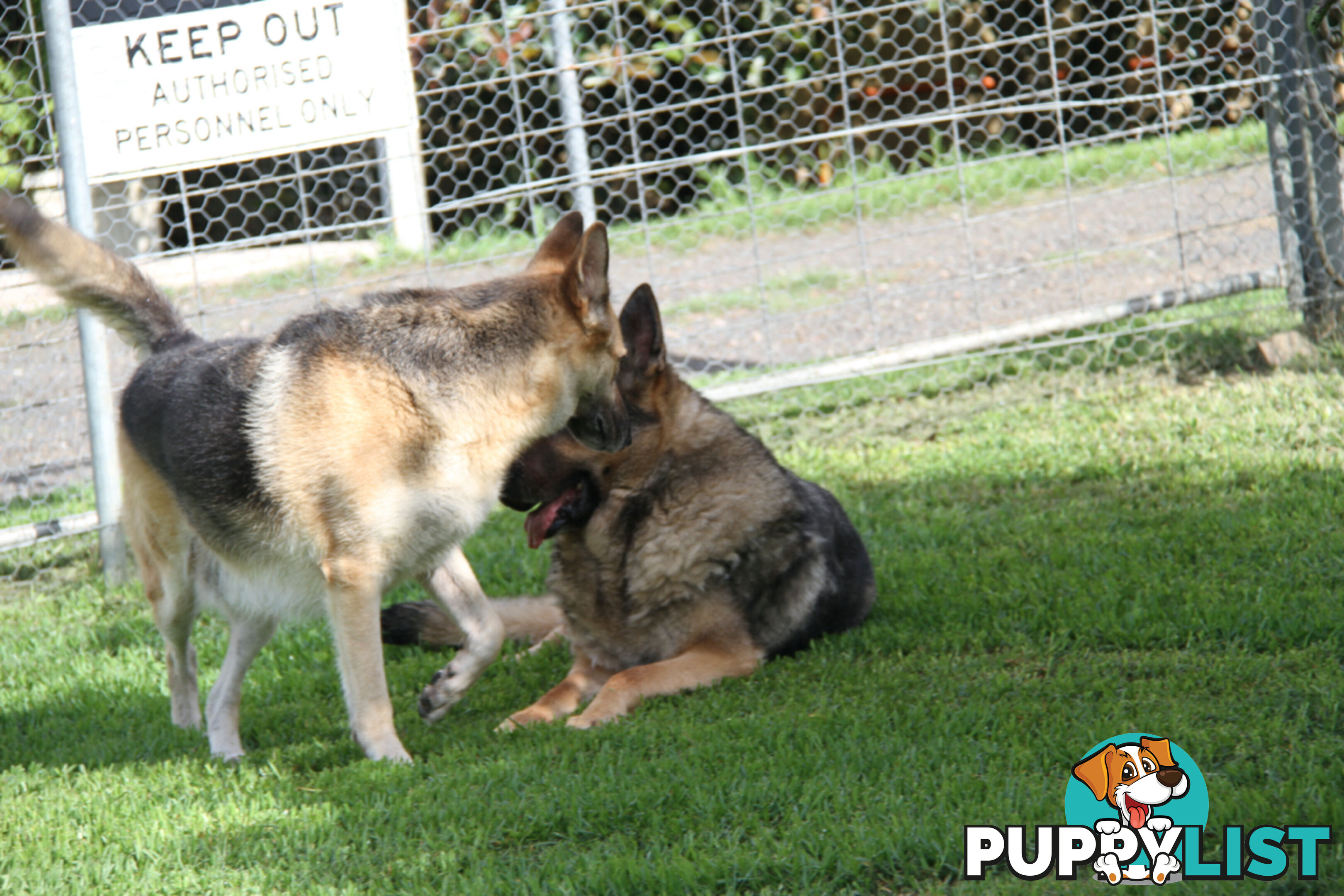 GERMAN SHEPHERD ADULT DESEXED FEMALE LOOKING FOR LOVING HOME