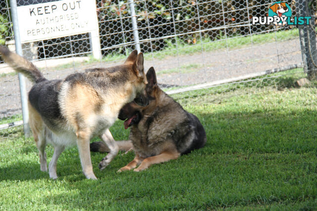 GERMAN SHEPHERD ADULT DESEXED FEMALE LOOKING FOR LOVING HOME
