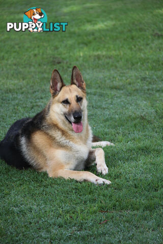GERMAN SHEPHERD ADULT DESEXED FEMALE LOOKING FOR LOVING HOME