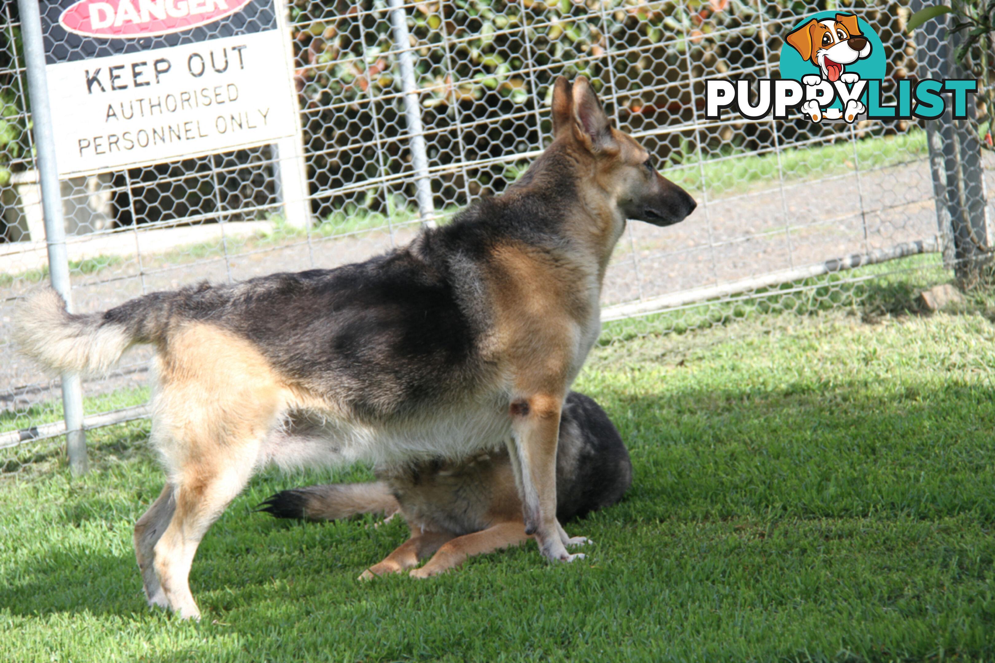 GERMAN SHEPHERD ADULT DESEXED FEMALE LOOKING FOR LOVING HOME