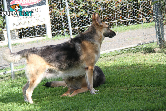 GERMAN SHEPHERD ADULT DESEXED FEMALE LOOKING FOR LOVING HOME