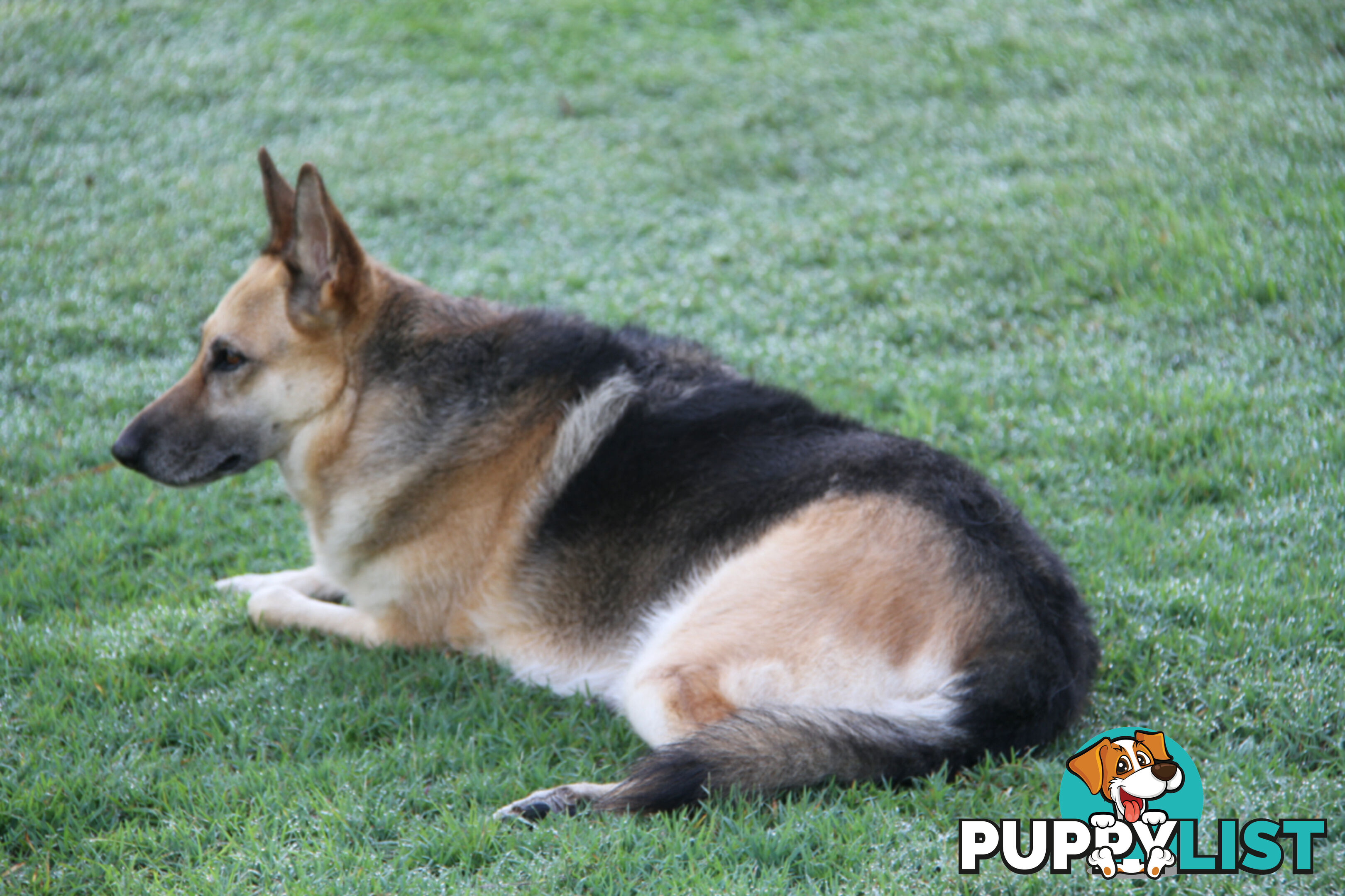 GERMAN SHEPHERD ADULT DESEXED FEMALE LOOKING FOR LOVING HOME